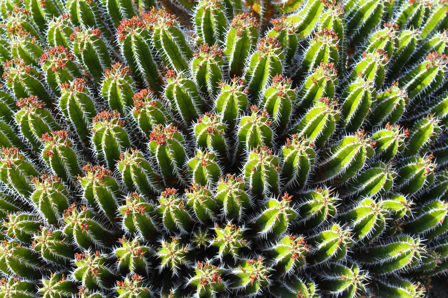 cactuseraie près du camping de montolieu dans l'aude